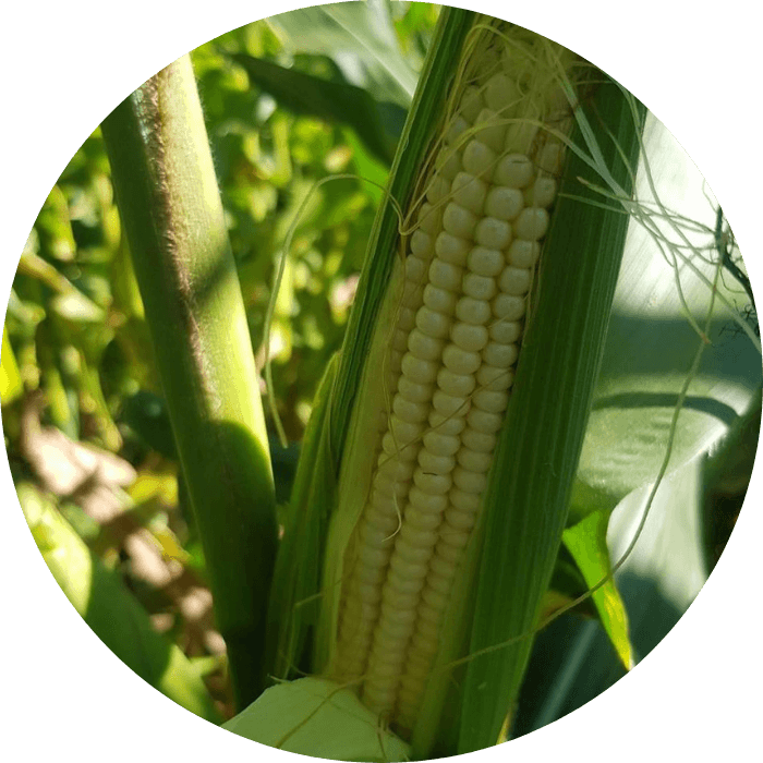 Maize