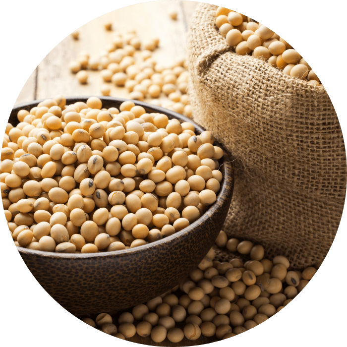 Soy beans
